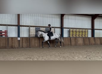 KWPN, Wallach, 7 Jahre, 175 cm, Blauschimmel