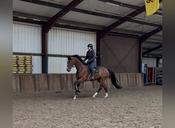 KWPN, Wallach, 7 Jahre, 175 cm, Brauner