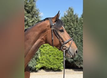 KWPN, Wallach, 7 Jahre, 175 cm, Brauner