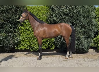 KWPN, Wallach, 7 Jahre, 175 cm, Brauner