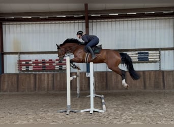 KWPN, Wallach, 7 Jahre, 175 cm, Brauner