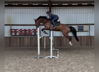 KWPN, Wallach, 7 Jahre, 175 cm, Brauner