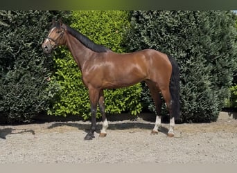 KWPN, Wallach, 7 Jahre, 175 cm, Brauner