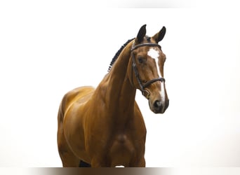 KWPN, Wallach, 7 Jahre, 175 cm, Brauner