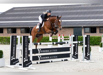 KWPN, Wallach, 7 Jahre, 175 cm, Brauner