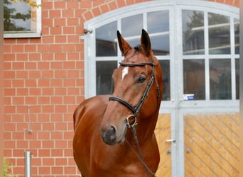 KWPN, Wallach, 7 Jahre, 175 cm, Brauner
