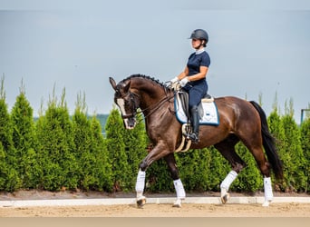 KWPN, Wallach, 7 Jahre, 175 cm, Dunkelbrauner