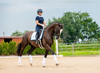 KWPN, Wallach, 7 Jahre, 175 cm, Dunkelbrauner