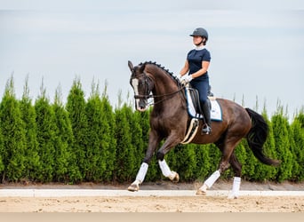 KWPN, Wallach, 7 Jahre, 175 cm, Dunkelbrauner