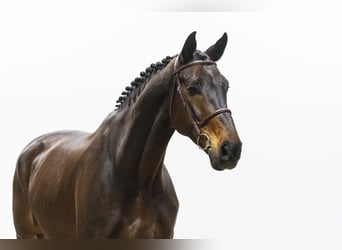 KWPN, Wallach, 7 Jahre, 175 cm, Dunkelbrauner