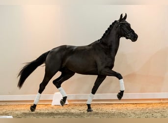 KWPN, Wallach, 7 Jahre, 175 cm, Rappe