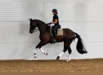 KWPN, Wallach, 7 Jahre, 175 cm, Rappe