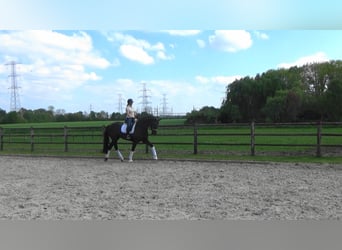 KWPN, Wallach, 7 Jahre, 175 cm, Rappe