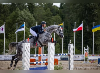 KWPN, Wallach, 7 Jahre, 175 cm, Schimmel