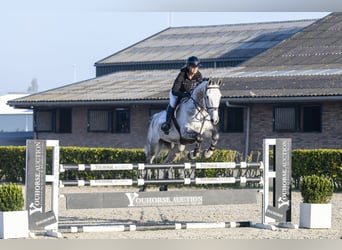 KWPN, Wallach, 7 Jahre, 175 cm