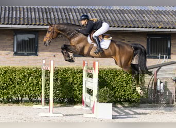 KWPN, Wallach, 7 Jahre, 176 cm, Brauner