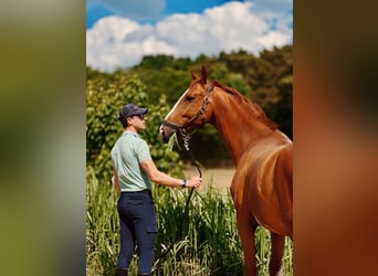 KWPN, Wallach, 7 Jahre, 177 cm, Fuchs