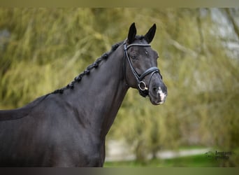 KWPN, Wallach, 7 Jahre, 177 cm, Rappe