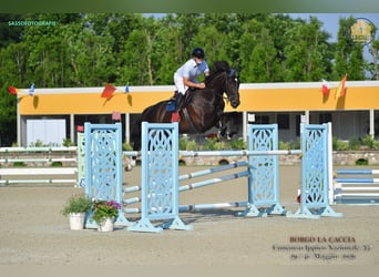 KWPN, Wallach, 7 Jahre, 184 cm, Dunkelbrauner