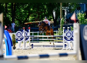KWPN, Wallach, 7 Jahre, 185 cm, Brauner