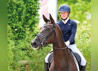 KWPN, Wallach, 7 Jahre, Dunkelbrauner