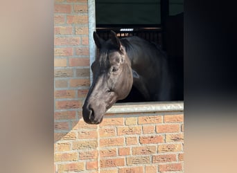 KWPN, Wallach, 7 Jahre, Rappe