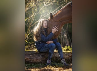 KWPN, Wallach, 8 Jahre, 162 cm, Brauner