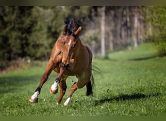 KWPN, Wallach, 8 Jahre, 162 cm, Brauner