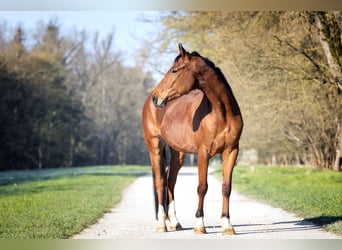 KWPN, Wallach, 8 Jahre, 162 cm, Brauner