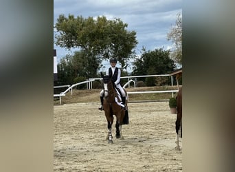 KWPN, Wallach, 8 Jahre, 165 cm, Dunkelbrauner