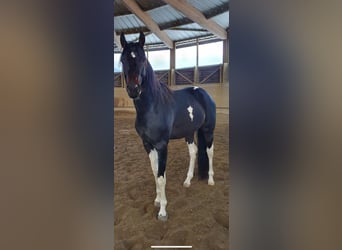 KWPN, Wallach, 8 Jahre, 167 cm, Dunkelbrauner