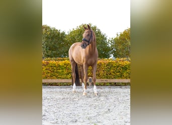 KWPN, Wallach, 8 Jahre, 167 cm, Fuchs