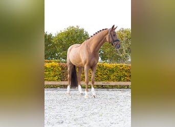 KWPN, Wallach, 8 Jahre, 167 cm, Fuchs