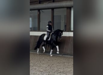 KWPN, Wallach, 8 Jahre, 167 cm, Rappe