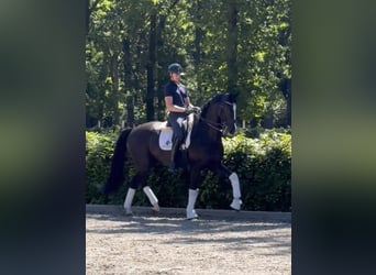 KWPN, Wallach, 8 Jahre, 167 cm, Rappe