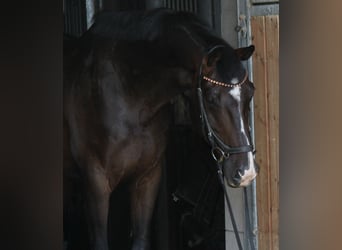 KWPN, Wallach, 8 Jahre, 168 cm, Dunkelbrauner