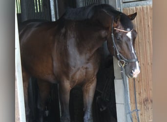 KWPN, Wallach, 8 Jahre, 168 cm, Dunkelbrauner