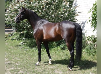 KWPN, Wallach, 8 Jahre, 168 cm, Dunkelbrauner