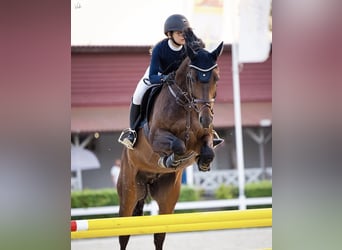 KWPN, Wallach, 8 Jahre, 168 cm, Dunkelbrauner