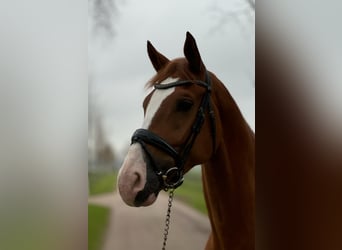 KWPN, Wallach, 8 Jahre, 168 cm, Fuchs