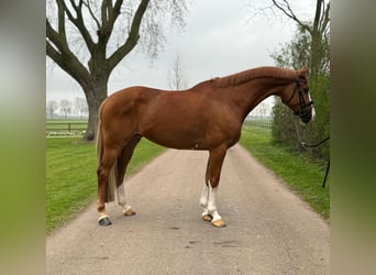 KWPN, Wallach, 8 Jahre, 168 cm, Fuchs