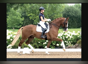 KWPN, Wallach, 8 Jahre, 168 cm, Fuchs