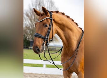 KWPN, Wallach, 8 Jahre, 168 cm, Fuchs