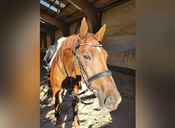 KWPN, Wallach, 8 Jahre, 168 cm, Fuchs