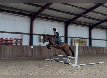 KWPN, Wallach, 8 Jahre, 169 cm, Brauner