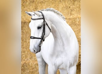 KWPN, Wallach, 8 Jahre, 169 cm, Schimmel