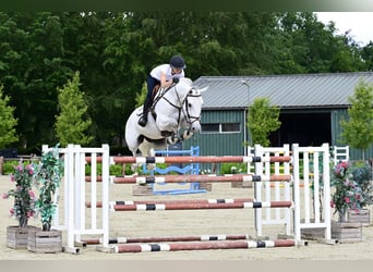 KWPN, Wallach, 8 Jahre, 169 cm, Schimmel
