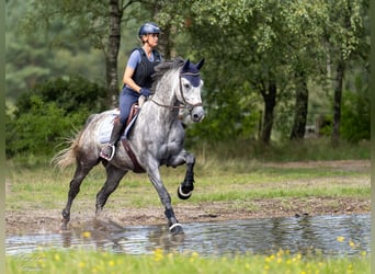 KWPN, Wallach, 8 Jahre, 169 cm, Schimmel