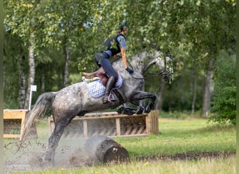 KWPN, Wallach, 8 Jahre, 169 cm, Schimmel