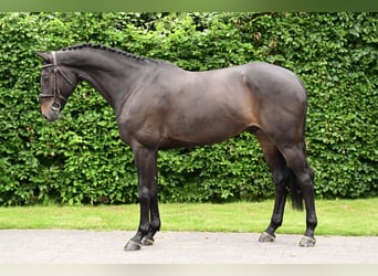 KWPN, Wallach, 8 Jahre, 169 cm, Schwarzbrauner